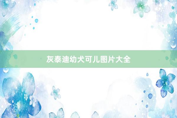 灰泰迪幼犬可儿图片大全