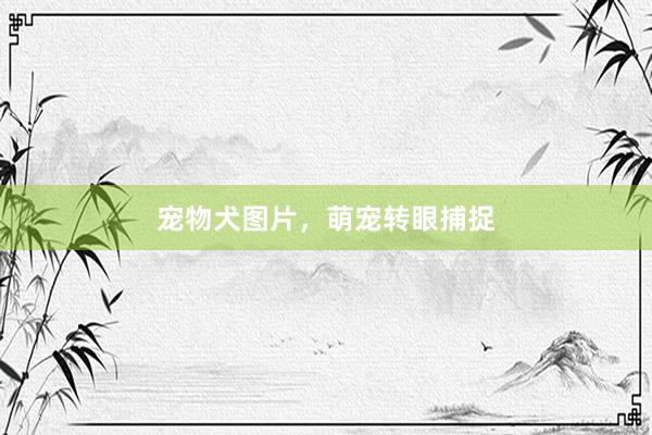 宠物犬图片，萌宠转眼捕捉