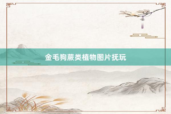 金毛狗蕨类植物图片抚玩